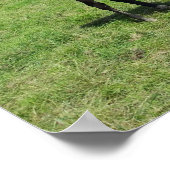 緑の牧草地で放牧する馬 ポスター (角)