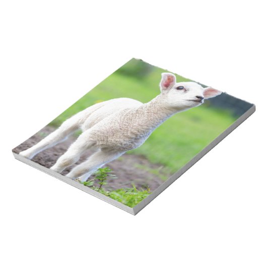 緑の生まれたばかりの草の中に立つ白い子羊 ノートパッド (回転)