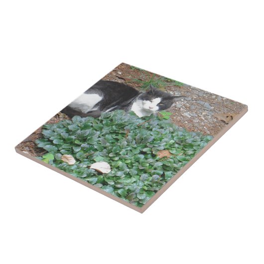 緑の白黒猫 タイル (側面)