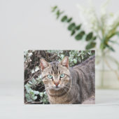 緑の目のタビー猫はがき ポストカード (スタンド正面)