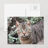 緑の目のタビー猫はがき ポストカード (正面/裏面)