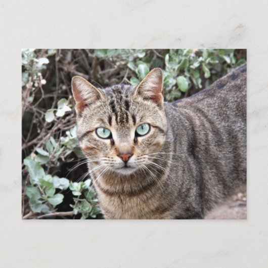 緑の目のタビー猫はがき ポストカード (正面)