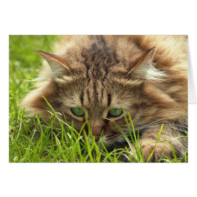 緑の目のハンター (正面横)