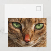 緑の目の猫の顔のクローズアップ ポストカード (正面/裏面)