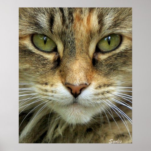 緑の目の野生の縞猫の肖像画プリント ポスター (正面)