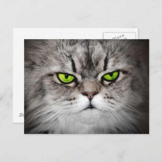 緑の目をした厳格な猫 ポストカード (正面/裏面)