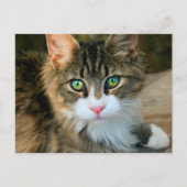 緑の目をした猫 ポストカード (正面)