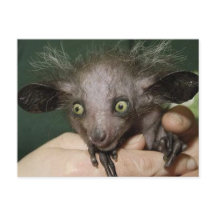 緑の目、大きな耳と予備の髪を持つAye-Aye