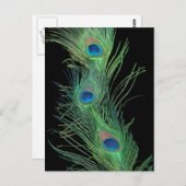 緑の羽(黒) ポストカード (正面/裏面)