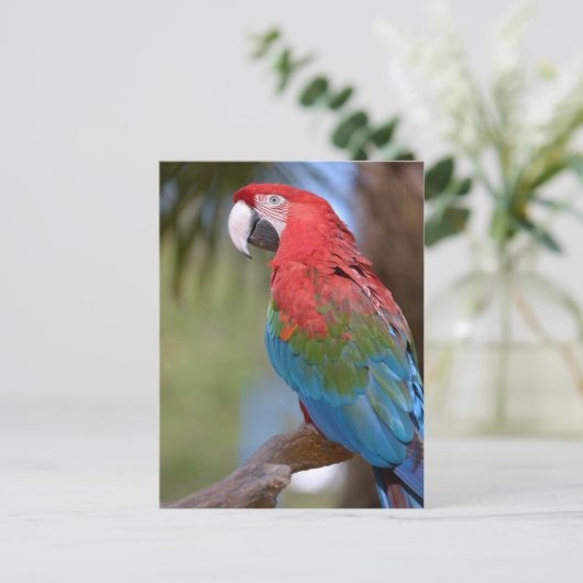 緑の翼を持つマカオを閉じる ポストカード (スタンド正面)