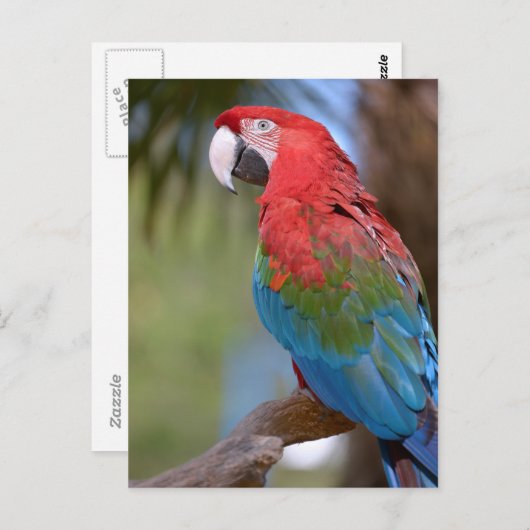 緑の翼を持つマカオを閉じる ポストカード (正面/裏面)