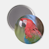 緑の翼を持つマカオを閉じる マグネット (正面/裏面)