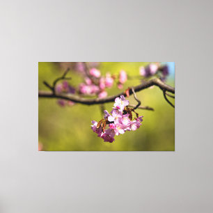 緑の背景に咲くフレッシュな桜の花 キャンバスプリント
