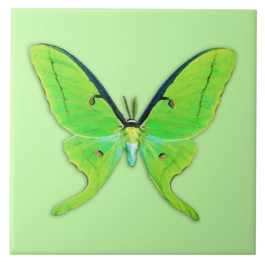 緑の背景に淡い色のある蛾 タイル (正面)
