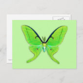 緑の背景に淡い色のある蛾 ポストカード (正面/裏面)
