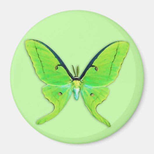 緑の背景に淡い色のある蛾 マグネット (正面)