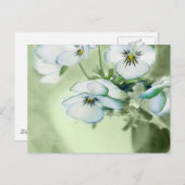 緑の背景に白いパンジーの花束 ポストカード (正面/裏面)