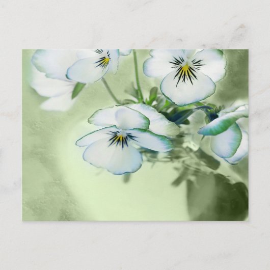 緑の背景に白いパンジーの花束 ポストカード (正面)