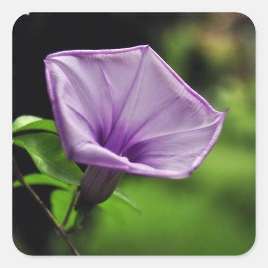 緑の背景に紫の花 スクエアシール (正面)
