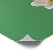 緑の背景に美しい白とピンクの芍薬 ポスター (角)