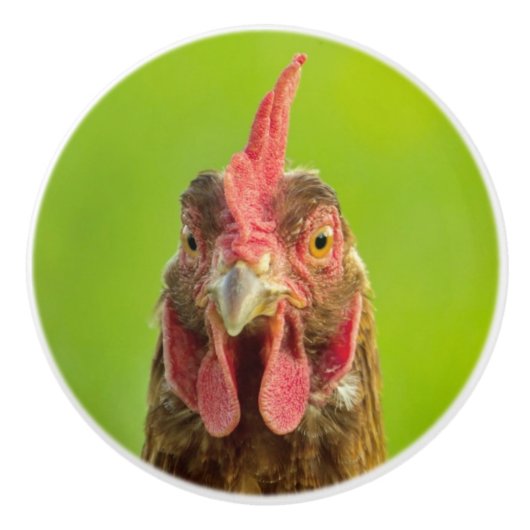緑の背景のおもしろいな鶏のポートレート セラミックノブ (正面)