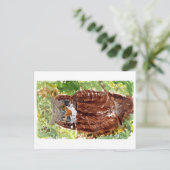 緑の背景はがき付き平和なフクロウ ポストカード (スタンド正面)