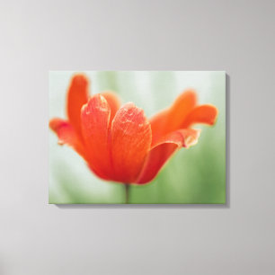 緑の自然を背景にした赤い開いたチューリップの花の写真 キャンバスプリント