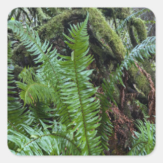 緑の苔とシダ スクエアシール