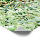 緑の茂みの孔雀 ポスター (角)