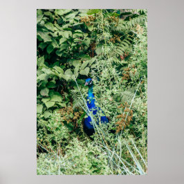 緑の茂みの孔雀 ポスター