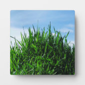 緑の草が果てしなく続く背景に フォトプラーク (正面)