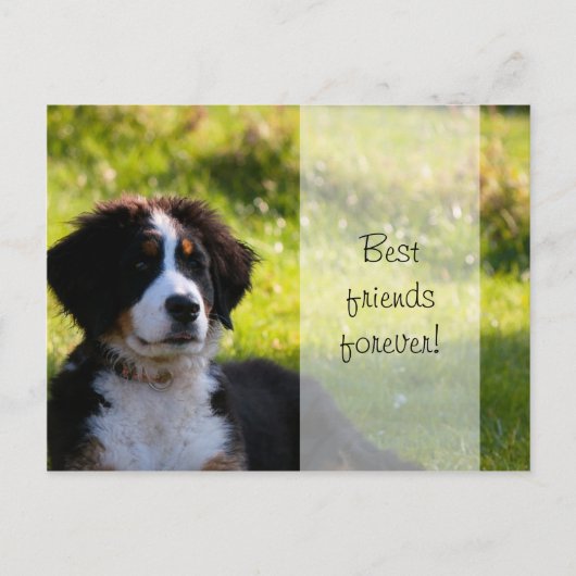緑の草の上で犬を飼うベルンの山犬 ポストカード (正面)