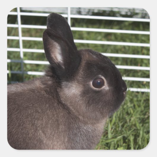 緑の草の上にかわいい黒いバニー スクエアシール (正面)