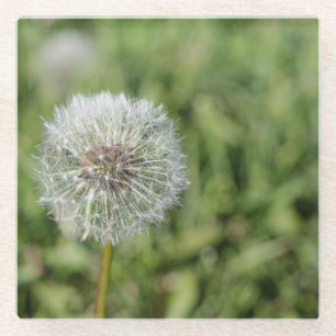 緑の草の上の白いタンポポの花 ガラスコースター