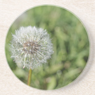 緑の草の上の白いタンポポの花 コースター