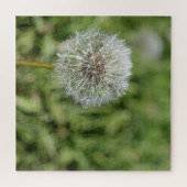 緑の草の上の白いタンポポの花 ジグソーパズル (横)