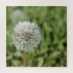緑の草の上の白いタンポポの花 ジグソーパズル