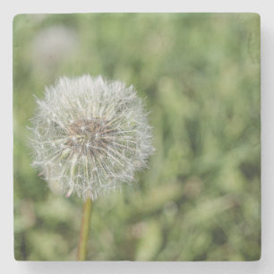 緑の草の上の白いタンポポの花 ストーンコースター