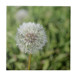 緑の草の上の白いタンポポの花 タイル