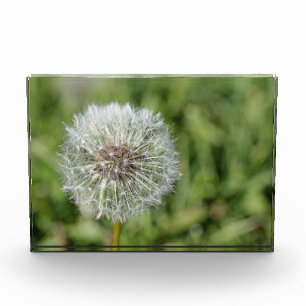 緑の草の上の白いタンポポの花 フォトブロック