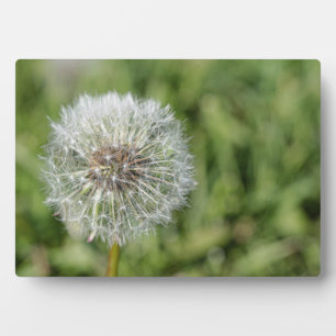 緑の草の上の白いタンポポの花 フォトプラーク