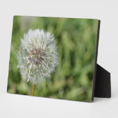 緑の草の上の白いタンポポの花 フォトプラーク (側面)