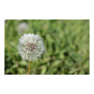 緑の草の上の白いタンポポの花 フォトプリント
