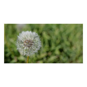 緑の草の上の白いタンポポの花 ポスター