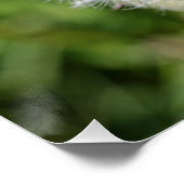 緑の草の上の白いタンポポの花 ポスター (コーナー)