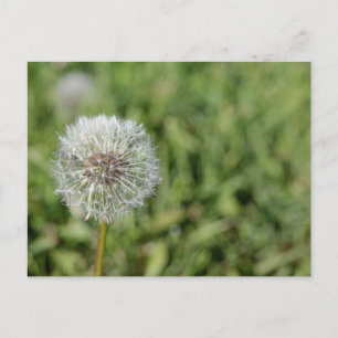 緑の草の上の白いタンポポの花 ポストカード