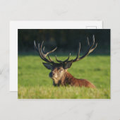 緑の草の中で休んでいるシカ ポストカード (正面/裏面)