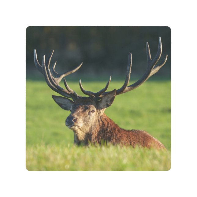 緑の草の中で休んでいるシカ メタルプリント (正面)