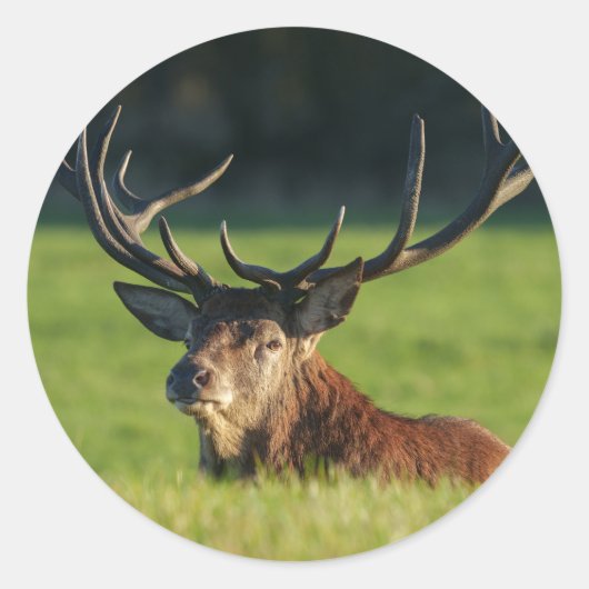 緑の草の中で休んでいるシカ ラウンドシール (正面)