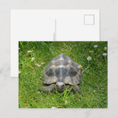 緑の草の中の亀 ポストカード (正面/裏面)